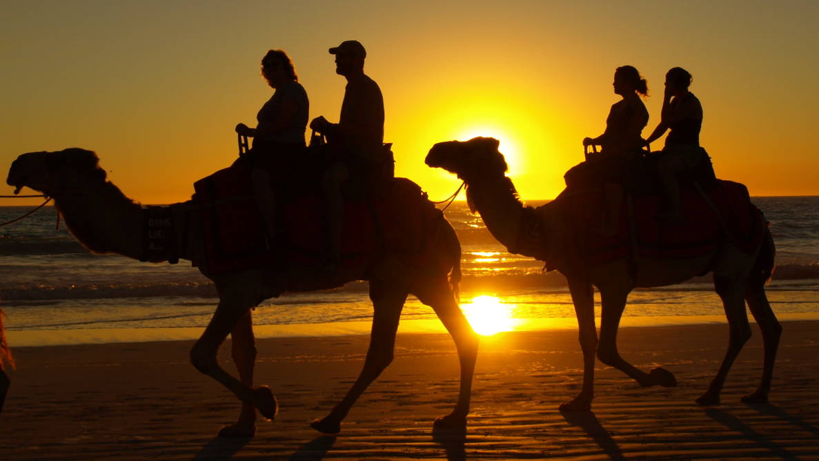 camel on beach in Cabo San Lucas