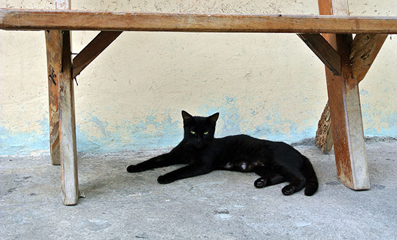 cat in el salvador under bench