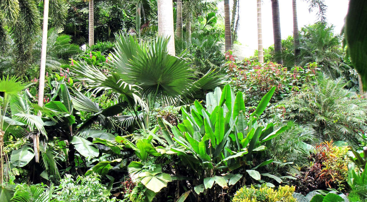 Hunte's Gardens in barbados