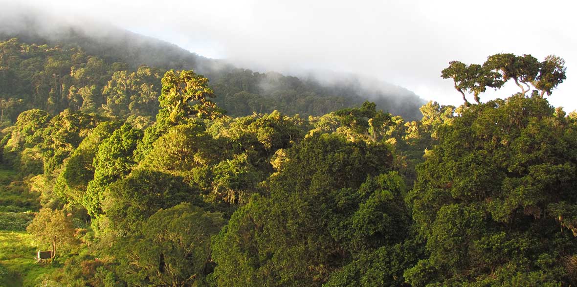 La Amistad park in Panama