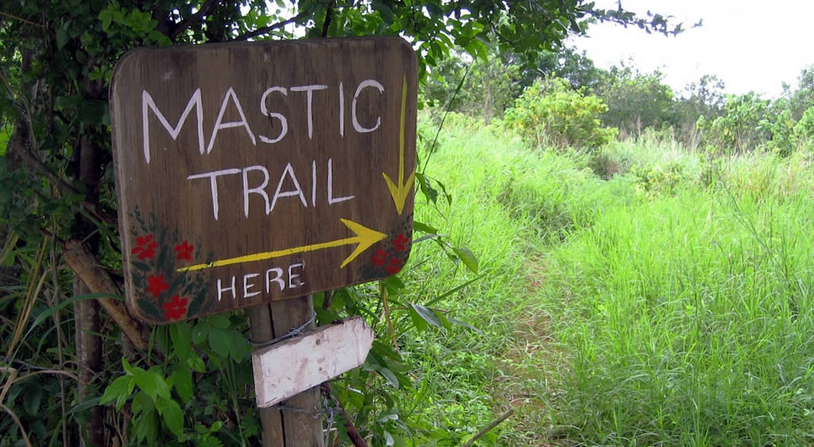 Mastic Trail in Cayman Islands