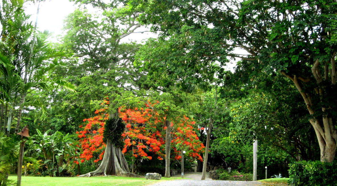 st. george village botanical gardens in st. croix