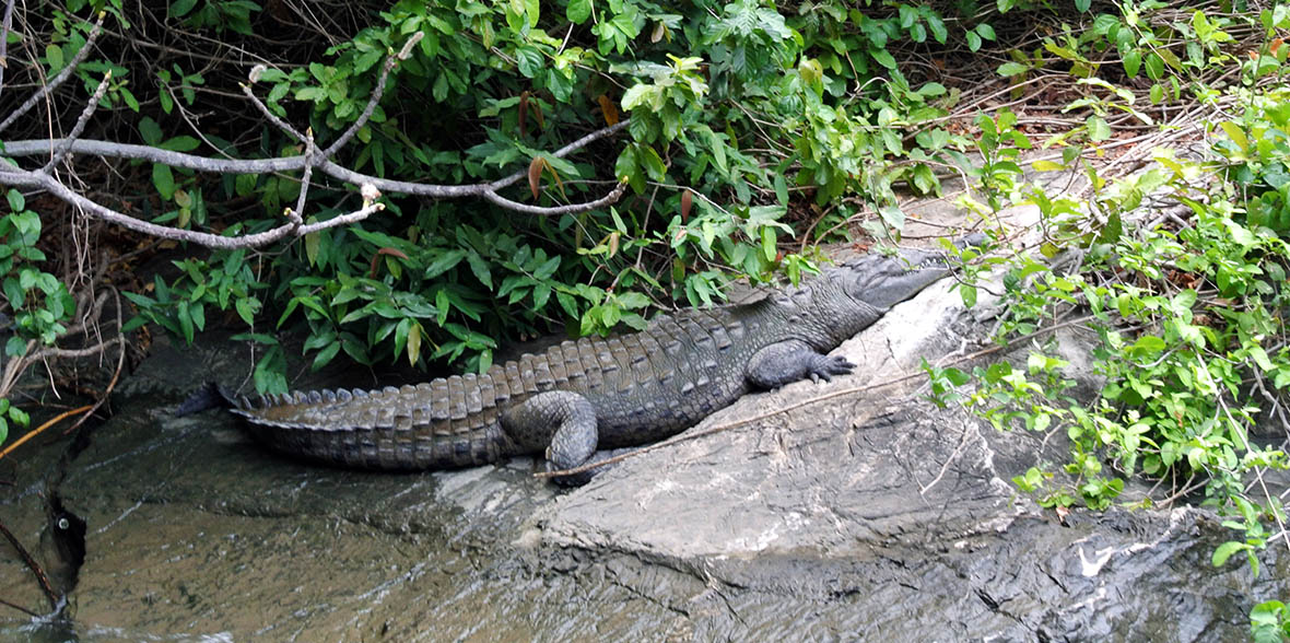 sumidero canyon crocodile